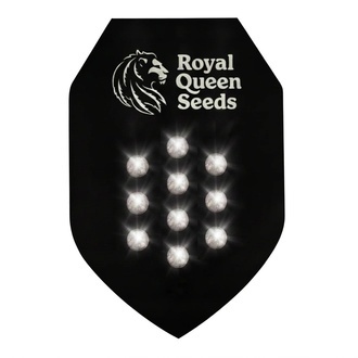 Autoflower Mysterie Zaden 10 (Royal Queen Seeds)