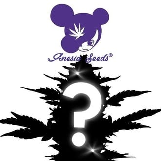 Autoflower Mysterie Zaad 1 (Anesia Seeds)