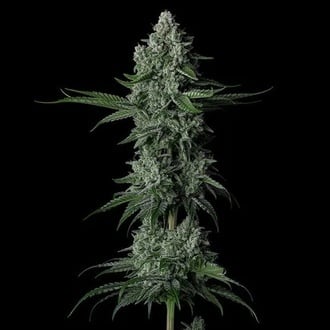 Grandpa's Stash R2 (Ethos Genetics) Feminized