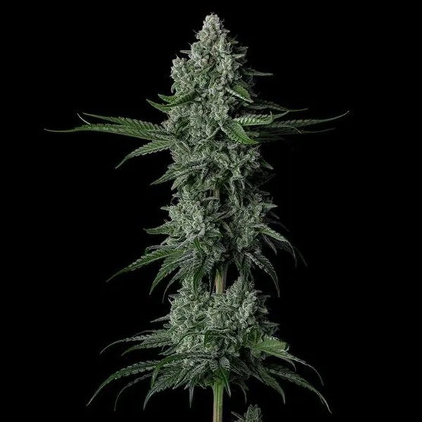 Grandpa's Stash R2 (Ethos Genetics) Feminized