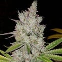 Lilac Diesel Auto RBX2 (Ethos Genetics) Feminized