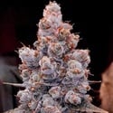 Banana Jealousy Auto RF3 (Ethos Genetics) Feminized