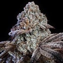 Psy-op R1 (Ethos Genetics) Feminized