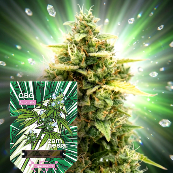 CBG Auto (Zamnesia Seeds) Feminized