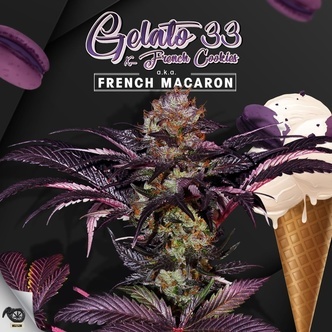 French Macaron (T.H.Seeds) feminized