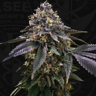 French Macaron (T.H.Seeds) Feminized