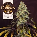 French Cookies (TH Seeds) Feminized