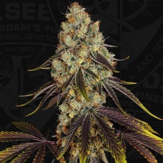 French Cookies (TH Seeds) Feminized