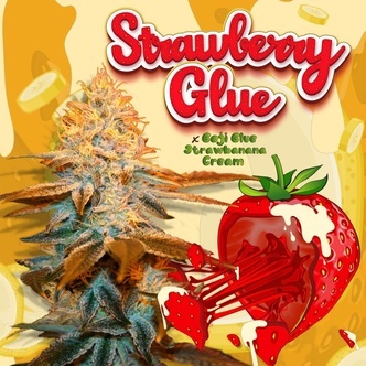 Strawberry Glue (T.H.Seeds) feminized