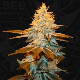 Strawberry Glue (T.H.Seeds) Feminized