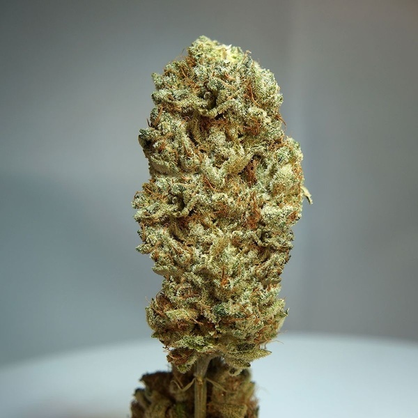 Strawberry Glue (T.H.Seeds) Feminized