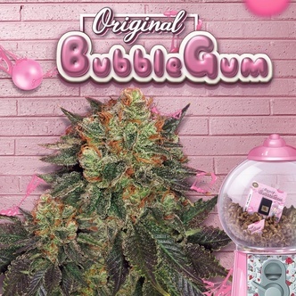 Bubblegum (T.H.Seeds) feminized