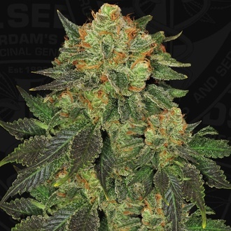 Bubblegum (T.H. Seeds) Feminized