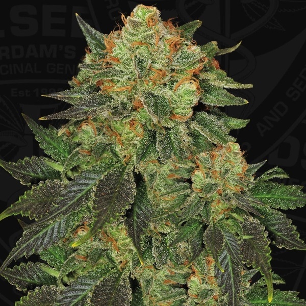 Bubblegum (T.H. Seeds) Feminized