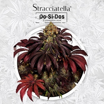 Stracciatella Do-Si-Dos X SBC (T.H.Seeds) feminized