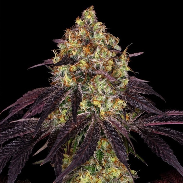 Stracciatella (T.H.Seeds) Feminized