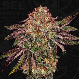 BubbleGummieZ (T.H. Seeds) Feminized