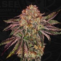 BubbleGummieZ (T.H. Seeds) Feminized