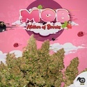 MOB (T.H. Seeds) Feminized