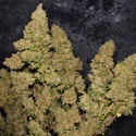 MOB (T.H. Seeds) Feminized