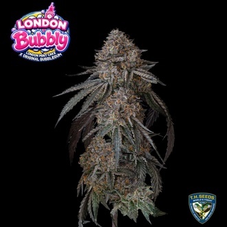 London Bubbly (T.H.Seeds) Feminized