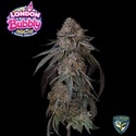 London Bubbly (T.H.Seeds) Feminized