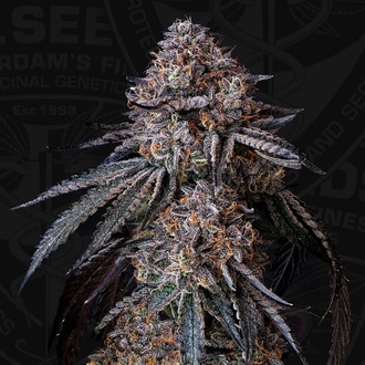 London Bubbly (T.H.Seeds) Feminized