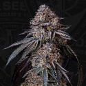 London Bubbly (T.H.Seeds) Feminized