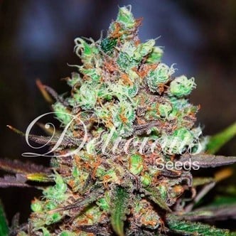 Cotton Candy (Delicious Seeds) feminized