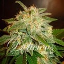 La Bella Afrodita (Delicious Seeds) feminized