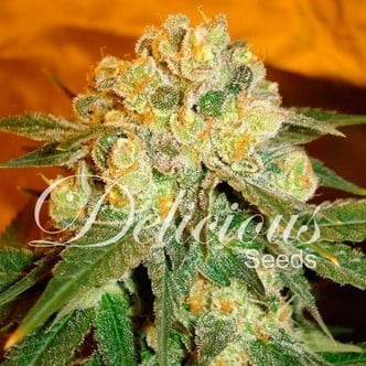 Marmalate (Delicious Seeds) feminized