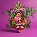 Funky Strawberriez Auto (Pure Instinto x Zamnesia Seeds) Feminized