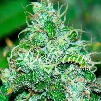 Fruity Chronic Juice (Delicious Seeds) feminized