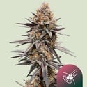 Gravity Berry F1 (Royal Queen Seeds) Feminized