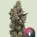 Supersoda F1 (Royal Queen Seeds) Feminized