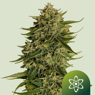 Quantum Terp F1 Automatic (Royal Queen Seeds) Feminized