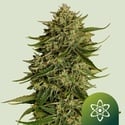 Quantum Terp F1 Automatic (Royal Queen Seeds) Feminized
