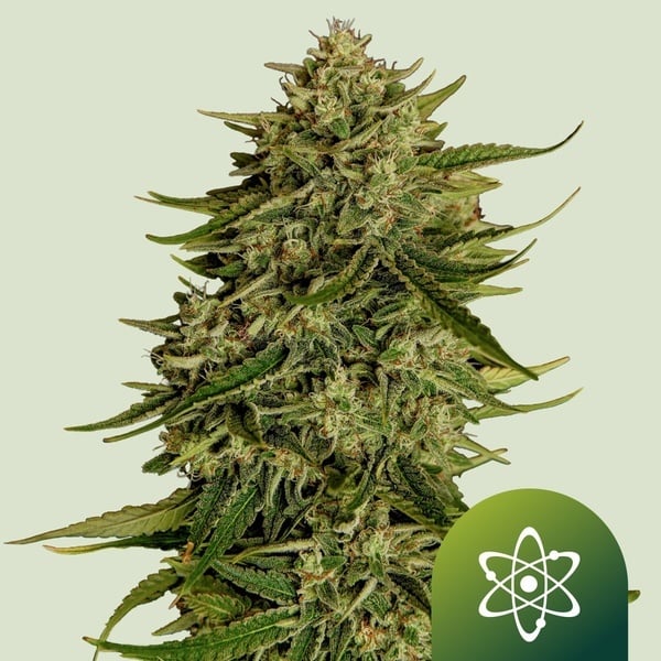 Quantum Terp F1 Automatic (Royal Queen Seeds) Feminized