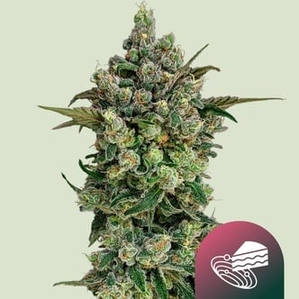 Dark Matter Cake F1 (Royal Queen Seeds) Feminized