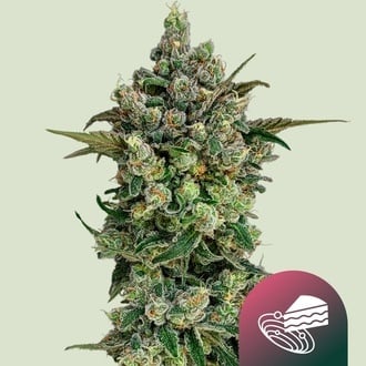 Dark Matter Cake F1 (Royal Queen Seeds) Feminized
