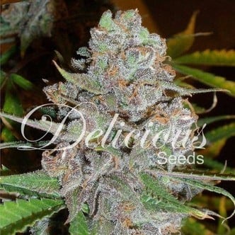 La Diva (Delicious Seeds) feminized