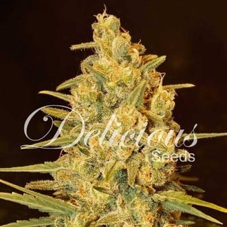 Critical Sensi Star (Delicious Seeds) feminized