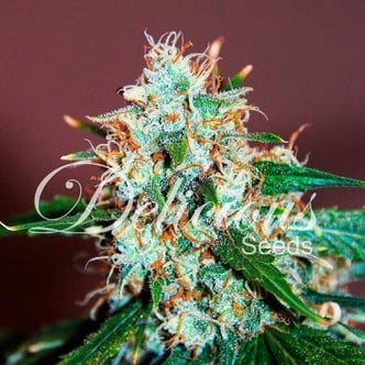 Critical Neville Haze 2.0 (Delicious Seeds) feminized