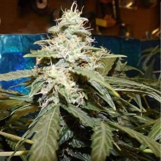 Short Rider Auto (Nirvana) feminized