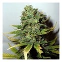 Super Skunk (Nirvana) feminized