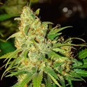 Auto Bubblelicious (Nirvana) feminized