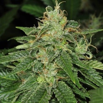 S.A.G.E. (T.H. Seeds) feminized