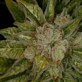 MK-Ultra (T.H.Seeds) feminized