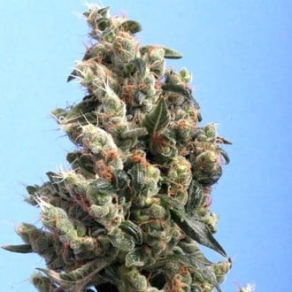 Kushage (T.H.Seeds) feminized