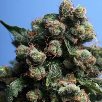 Sage 'N Sour (T.H.Seeds) feminized